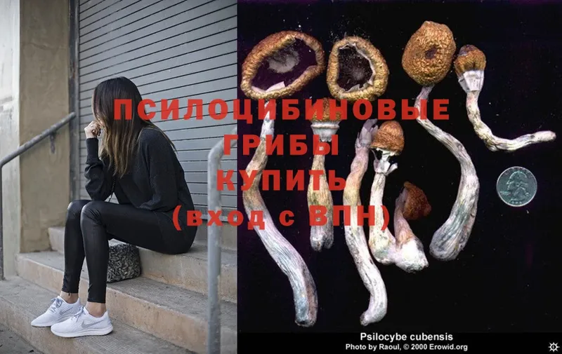 OMG   Артёмовск  Галлюциногенные грибы Psilocybine cubensis 